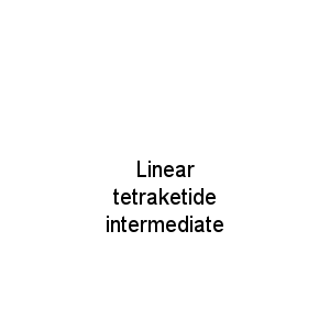 Linear tetraketide intermediate